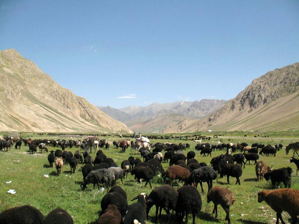 A_herd_in_Lar_National_Park