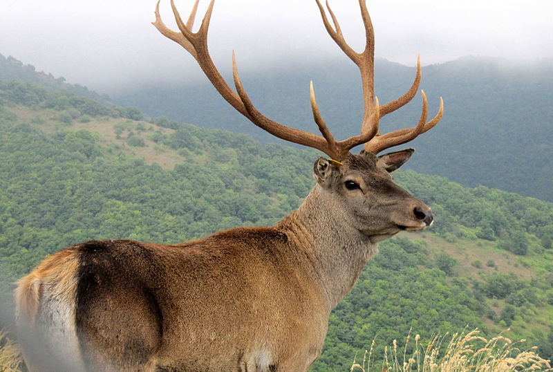 Caspian_Red_Deer_(Maral)_in_Arasbaran_forest