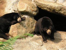 الدب الأسود الآسيوي