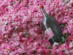 مراسم صناعة ماء الورد في ايران